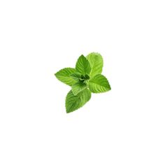 a single green leaf on a white background