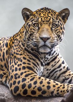 a large leopard laying on top of a rock