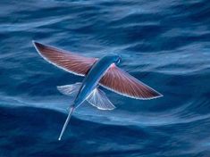 a bird flying over the ocean with its wings spread