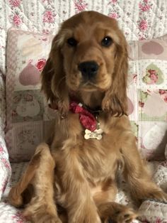 a brown dog sitting on top of a couch