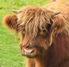 a brown cow standing on top of a lush green field