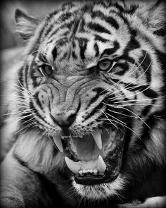 a black and white photo of a tiger with its mouth open