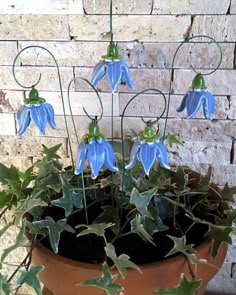 a potted plant with blue flowers and green leaves in front of a brick wall