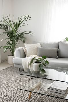 a living room with a couch, coffee table and potted plant