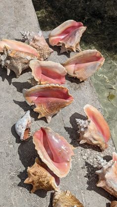 several seashells laying on the ground next to water