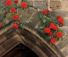 red roses are growing on the side of a brick wall above an arched doorway in a stone building