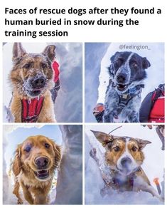 there are four pictures of dogs in the snow