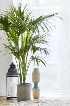 three potted plants sit in front of a window on a white rug next to a lantern