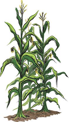 an illustration of a corn plant in the ground