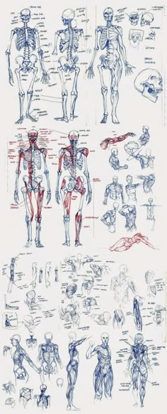 an image of the human body in blue and red ink with some drawings on it