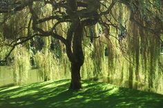 a large tree sitting in the middle of a lush green field