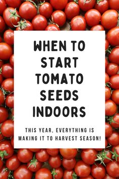 tomatoes with the words when to start tomato seeds indoors, this year, everything is making it to harvest season