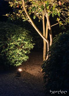 a light shines on the ground between two trees