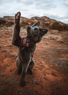 a dog with its paws up in the air on a dirt ground near mountains and trees