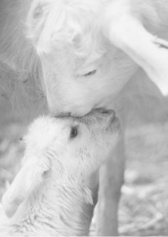 a baby goat is nursing from its mother in the hay covered floored barn area