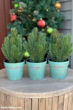 three small potted plants sitting on top of a wooden table next to a christmas tree