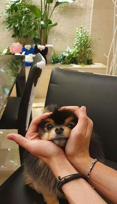 a person holding a small dog up to their face while sitting in a chair at a table