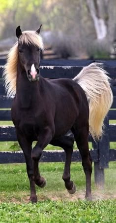 a black horse with blonde hair running in the grass