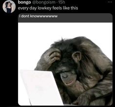 a chimpan monkey sitting in front of a laptop with its hands on his head