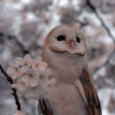 an owl sitting on top of a tree branch next to some white and pink flowers