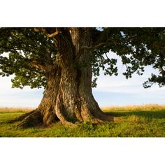 an old tree in the middle of a grassy field