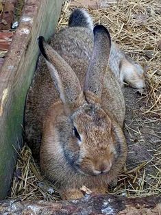 two rabbits sitting next to each other on the ground in hay and straw covered ground