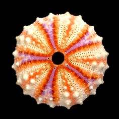 an orange, white and purple sea urchin on a black background with space for text