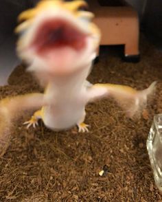 a gecko that is standing on its hind legs