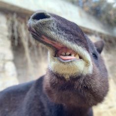 an animal with its mouth open and it's tongue out, showing the teeth