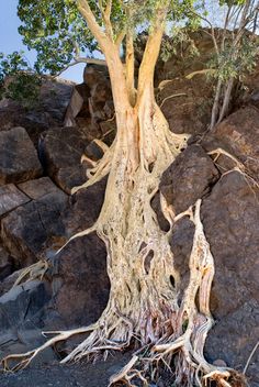 a tree that is growing out of some rocks