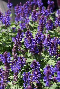 purple flowers are blooming in the garden