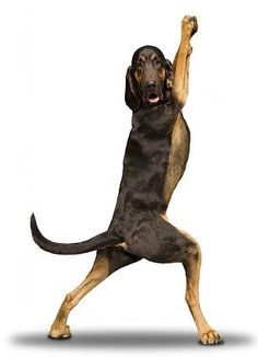 a black and brown dog standing on its hind legs