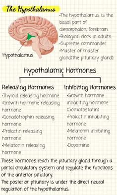 the hypothhanmus and its functions