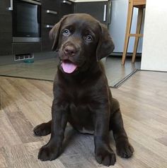 a brown dog sitting on top of a hard wood floor next to a kitchen counter