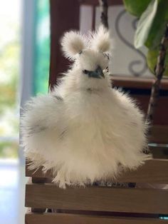 a small white chicken sitting on top of a wooden bench