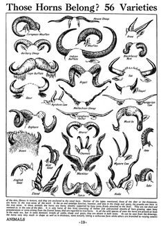 an old black and white poster with different types of horned horns, which are labeled in the