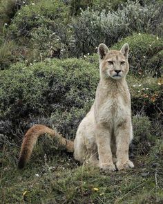 a young mountain lion sitting in the grass