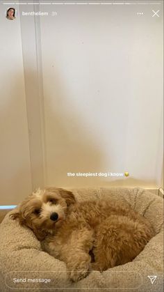 a brown dog laying in a bed on top of a floor next to a wall