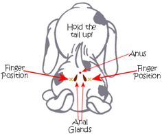 an image of a dog's head with the bones labeled in red and white