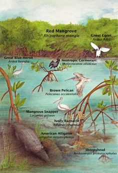 an image of birds that are in the water and on tree branches with words describing them