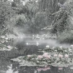 a pond with lily pads and mist in the water