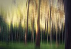 an abstract photograph of trees in the woods