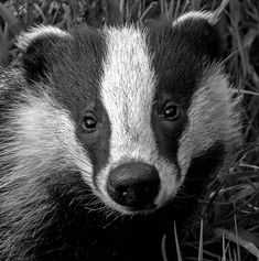 a black and white photo of a badger looking at the camera with grass in the background