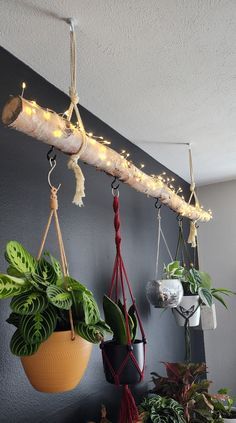 several hanging plants and potted plants in a room with dark walls, white lights on them