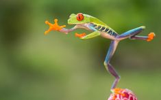 a frog with an orange eye on it's head and legs, standing on top of a flower