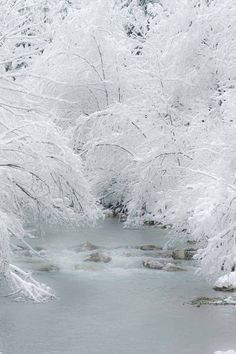 snow covered trees surrounding a small river