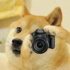 a dog holding a camera up to its face