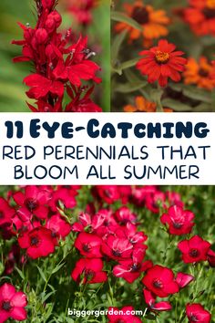 Experience the magic of a summer garden that never fades with our collection of 11 stunning red perennial flowers. From crimson wonders to ruby delights, these enduring blossoms promise to keep your garden ablaze with color all season long. Click here to discover the secret to perennial beauty and join us for more gardening inspiration! Red Garden Flowers, Perinals Flowers Beds Shade, Red Perennials Full Sun, Perennial Garden Ideas, Red Flowers Garden, Red Perennials