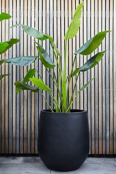 a potted plant with green leaves in front of a bamboo wall