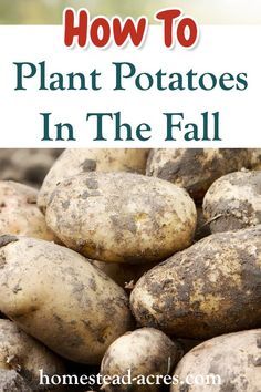 potatoes with text overlay how to plant potatoes in the fall